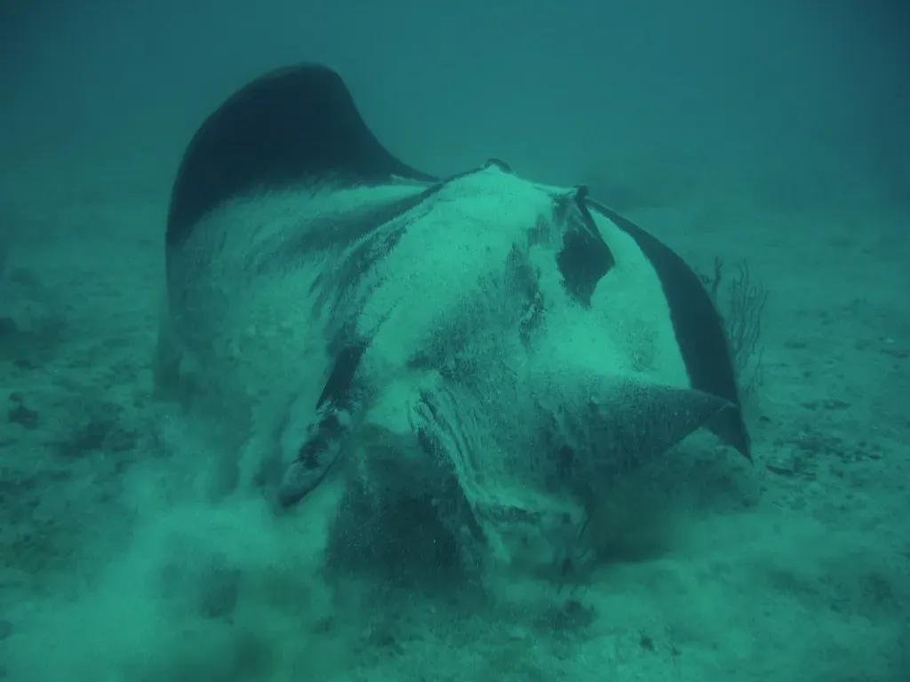 A large ray rests on the sandy seabed during a dive in Musandam