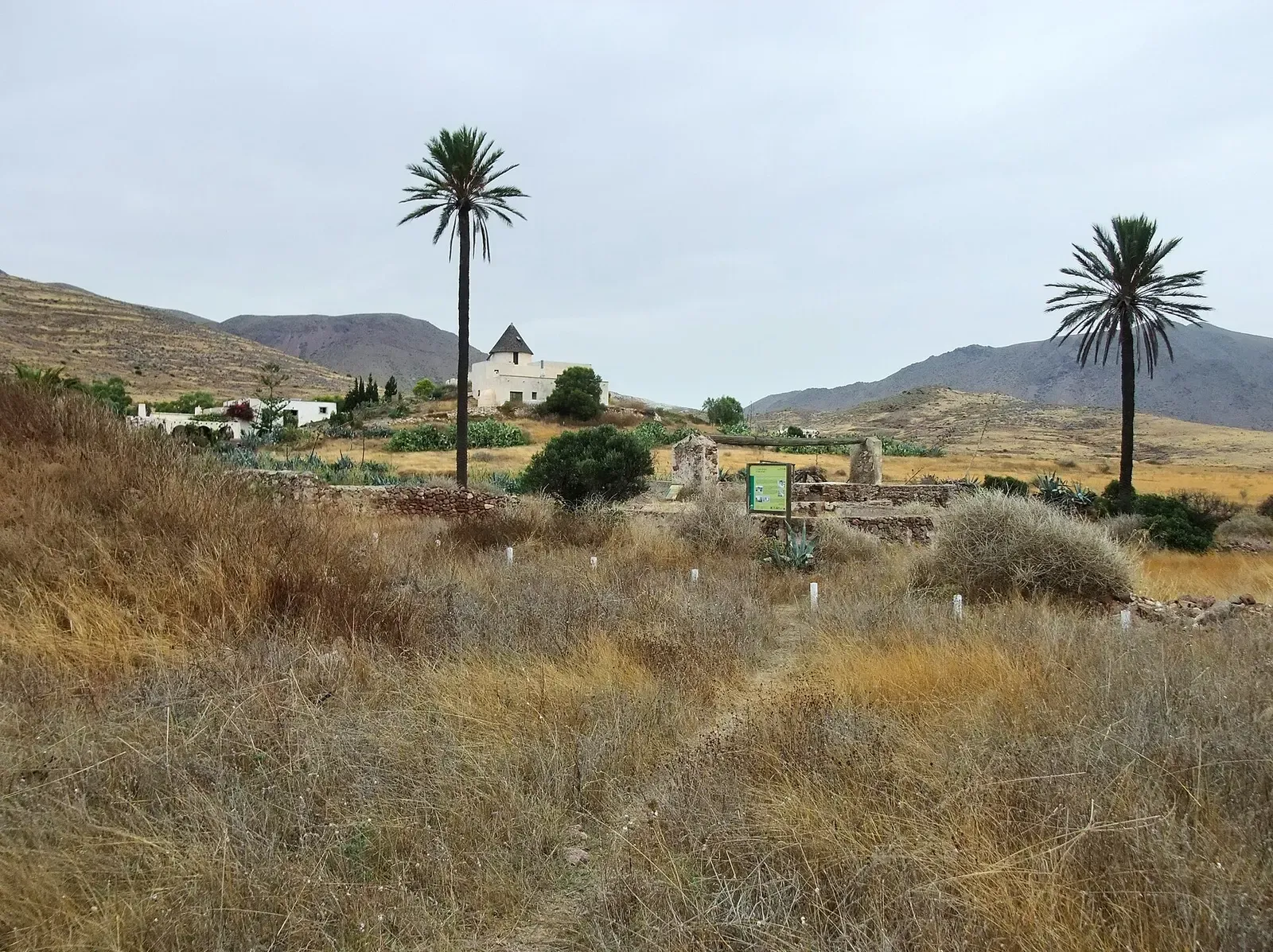 A traditional windmill and palm tree in the village of El Pozo de los Frailes