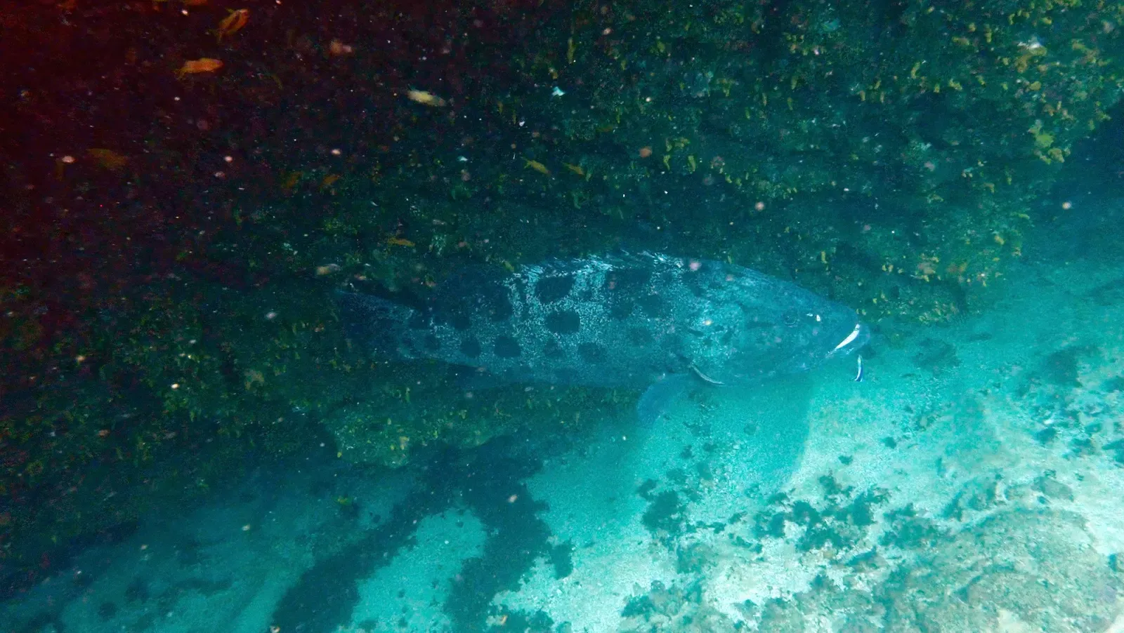 A large potato rockcod hovers near a cave wall in dim water — Aliwal Shoal.