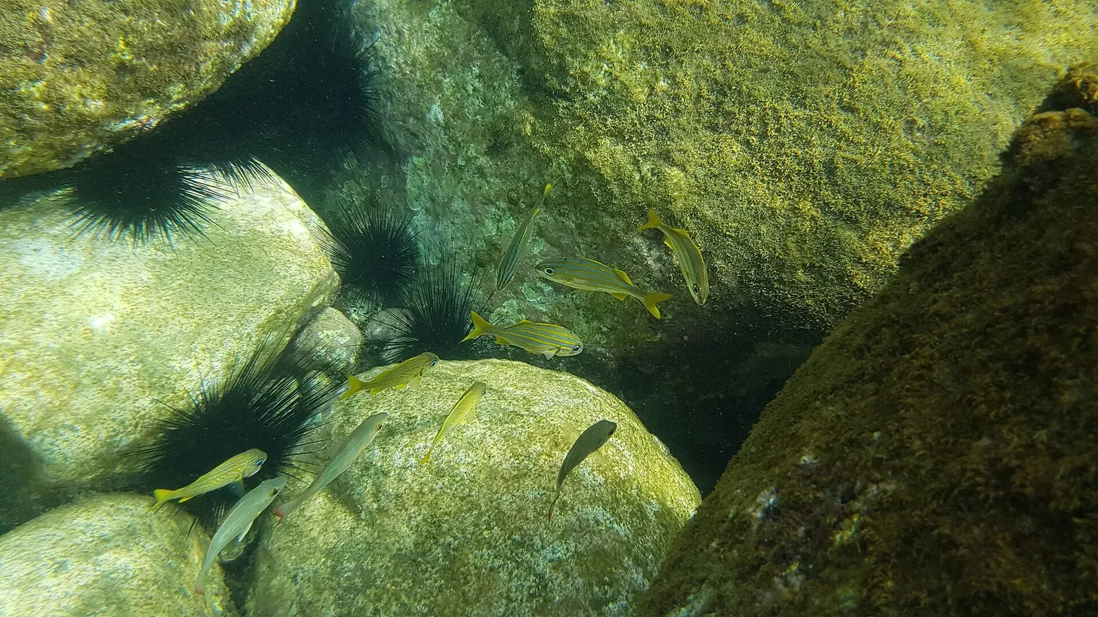 Small striped fish and dark sea urchins shelter among boulders on the reef floor — Guadeloupe.