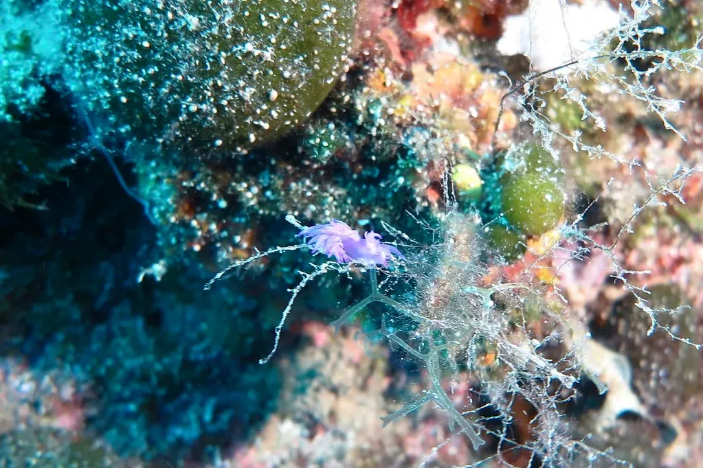 A blue nudibranch perched on a hydroid-covered rope underwater