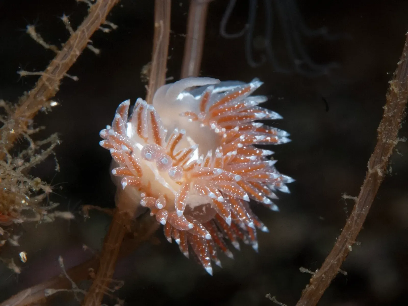 A white nudibranch with dense, orange-brown cerata tipped in white perches on a brown hydroid stem — Gulen & the Sognefjord