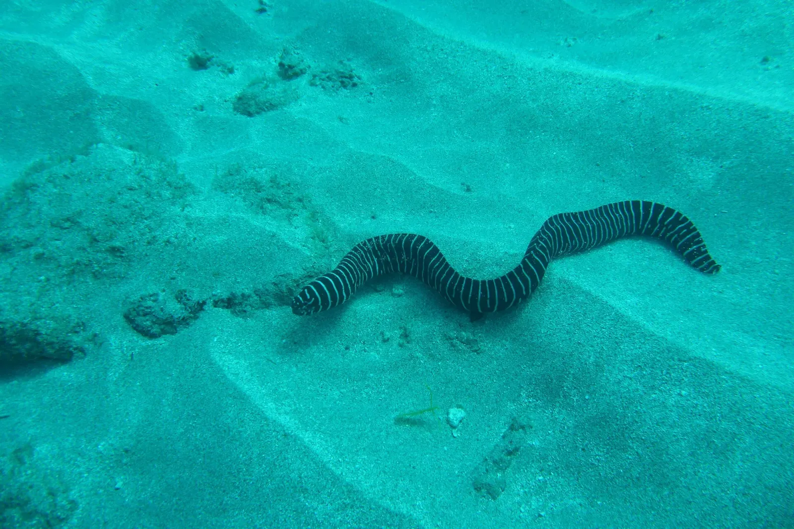 A zebra moray eel glides over sand between rocky outcrops in teal-tinted water — Isla del Caño