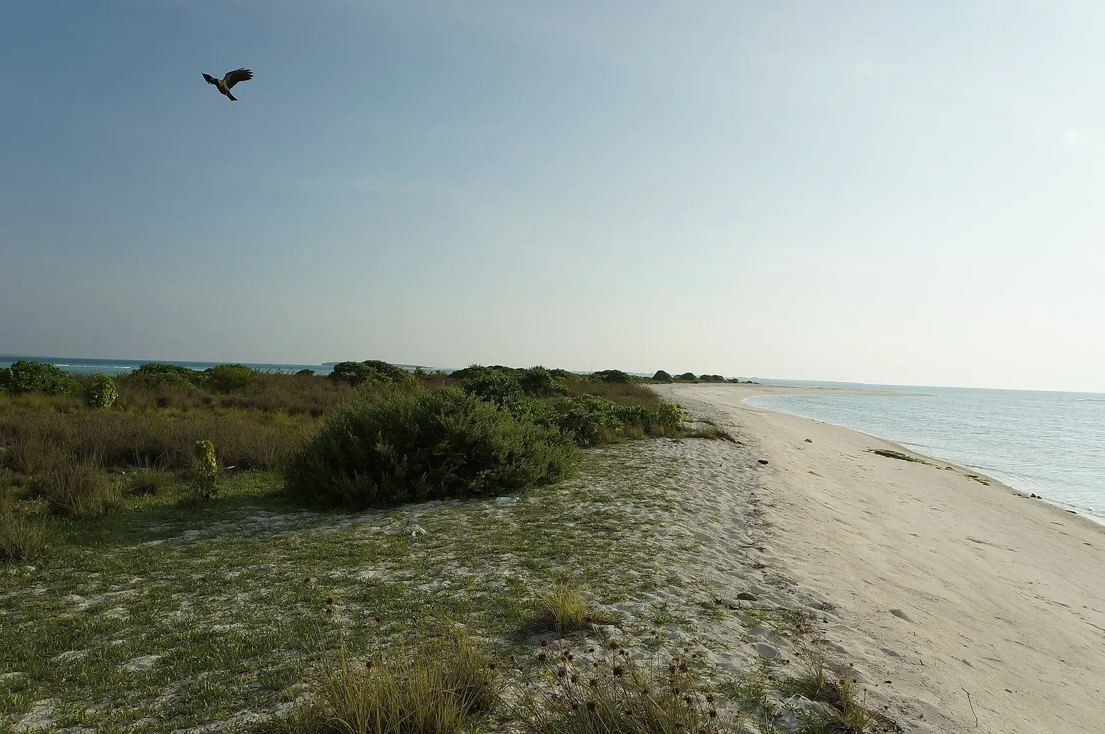 Low scrub and sand cover a small uninhabited island in Haa Alifu Atoll, seen from the shoreline.
