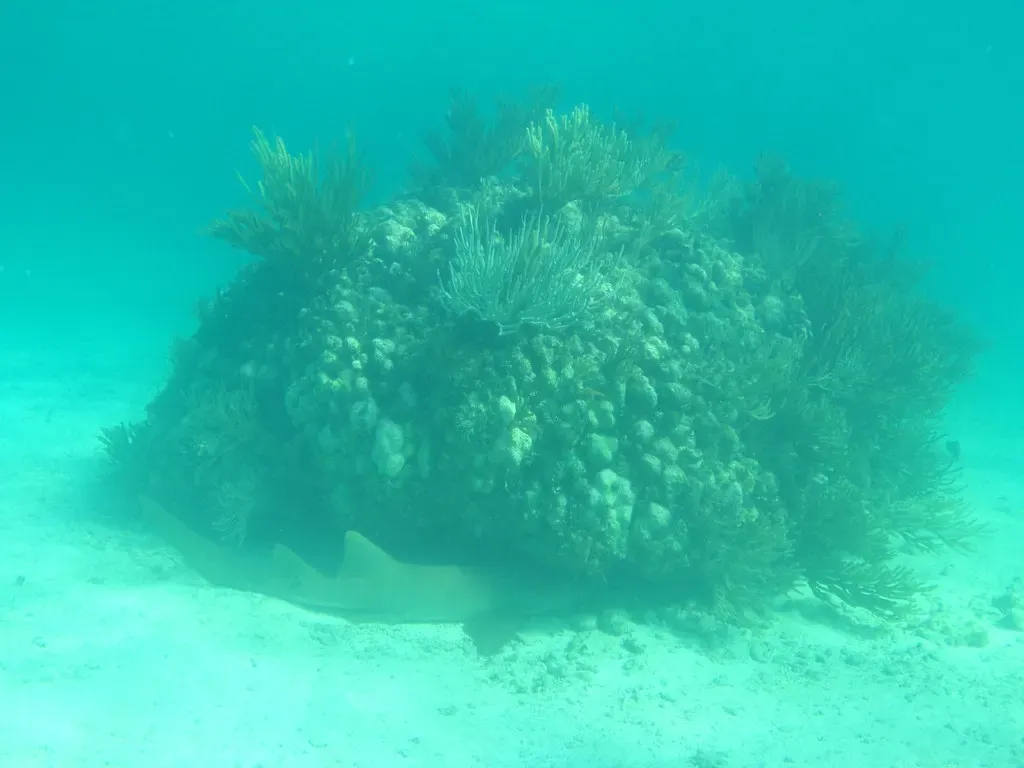A nurse shark rests tucked beneath a large coral head on the reef floor — Belize Barrier Reef