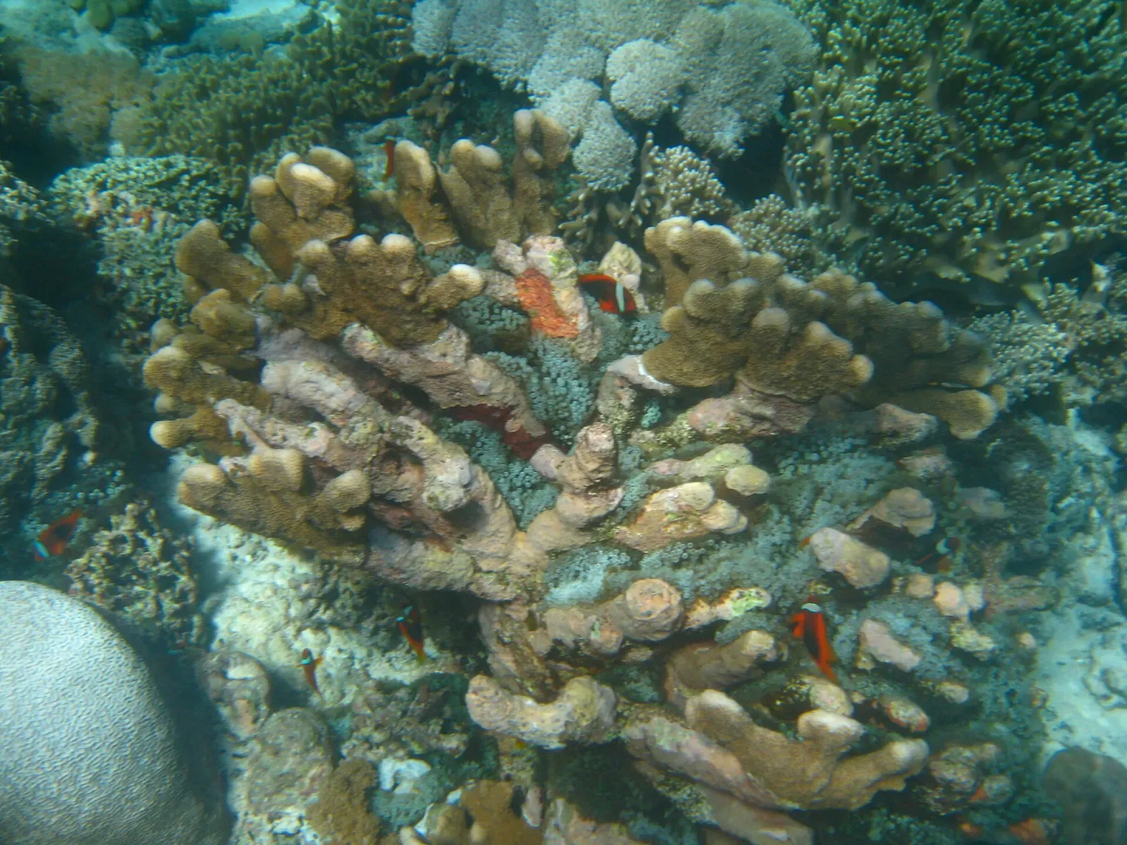 Branching pillar coral with small orange anthias sheltering between the columns at Apo Island.