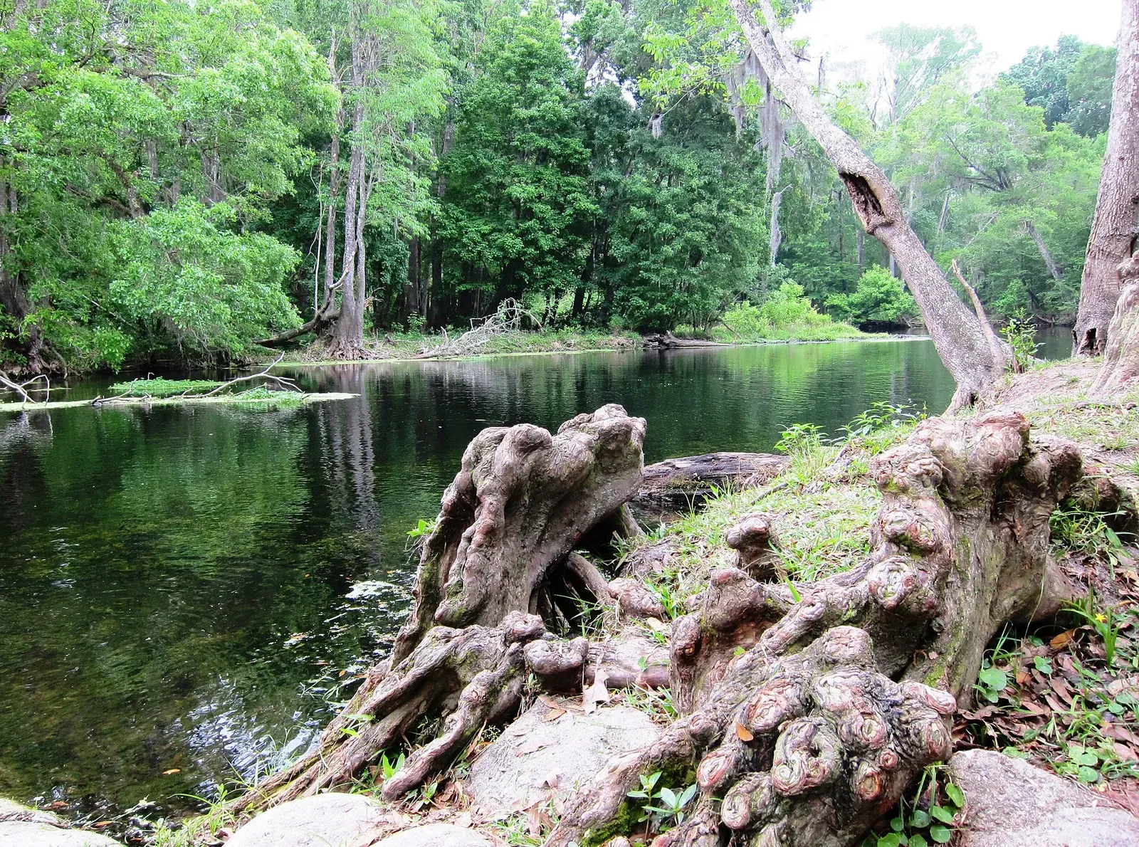 Cypress knees rise along the riverbank at Rum Island on the Santa Fe River — North Florida Springs