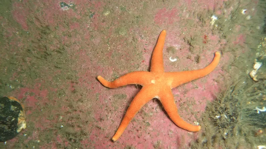 An orange common starfish rests on pink coralline-algae-covered rock underwater — Farne Islands