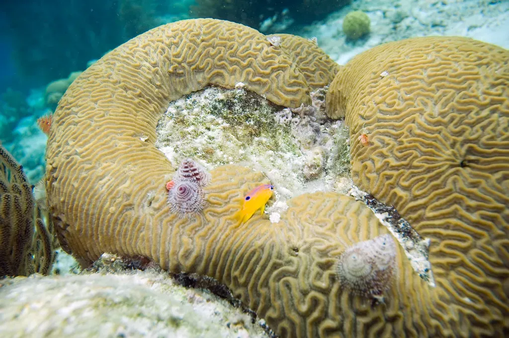Juvenile damselfish and christmas tree worms on a symmetrical brain coral head — Bonaire