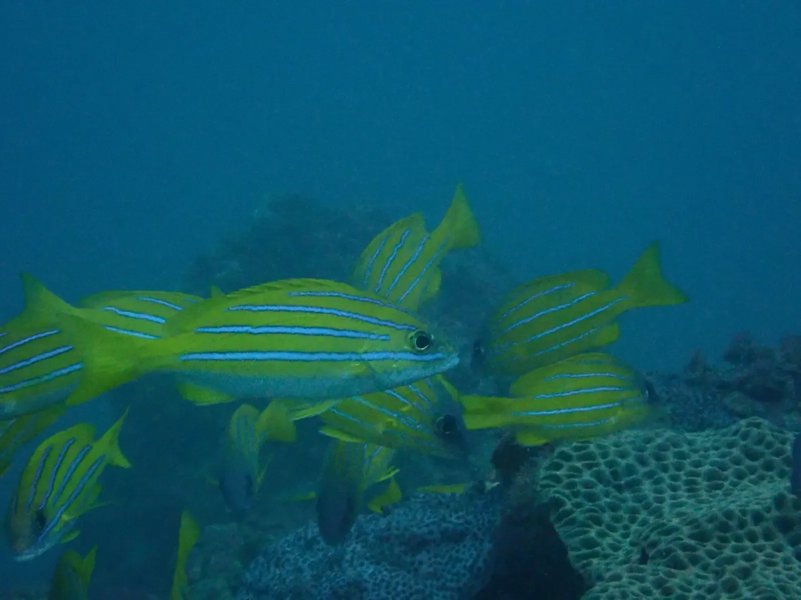 A school of yellow fish with thin blue stripes swims over a coral-covered reef in blue-green water — Longdong & Northeast Coast