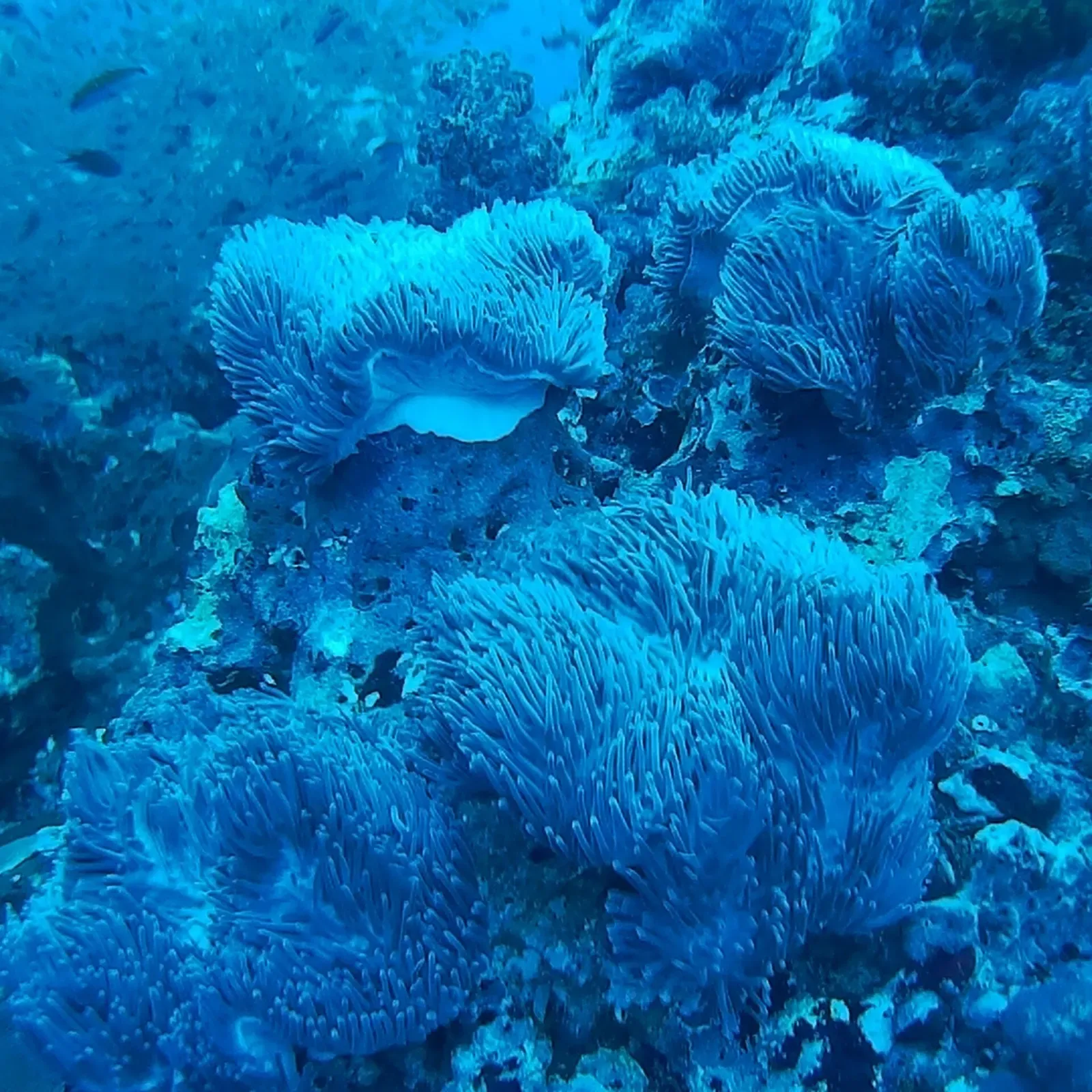 A cluster of magnificent sea anemones with fish sheltering among the tentacles — Richelieu Rock