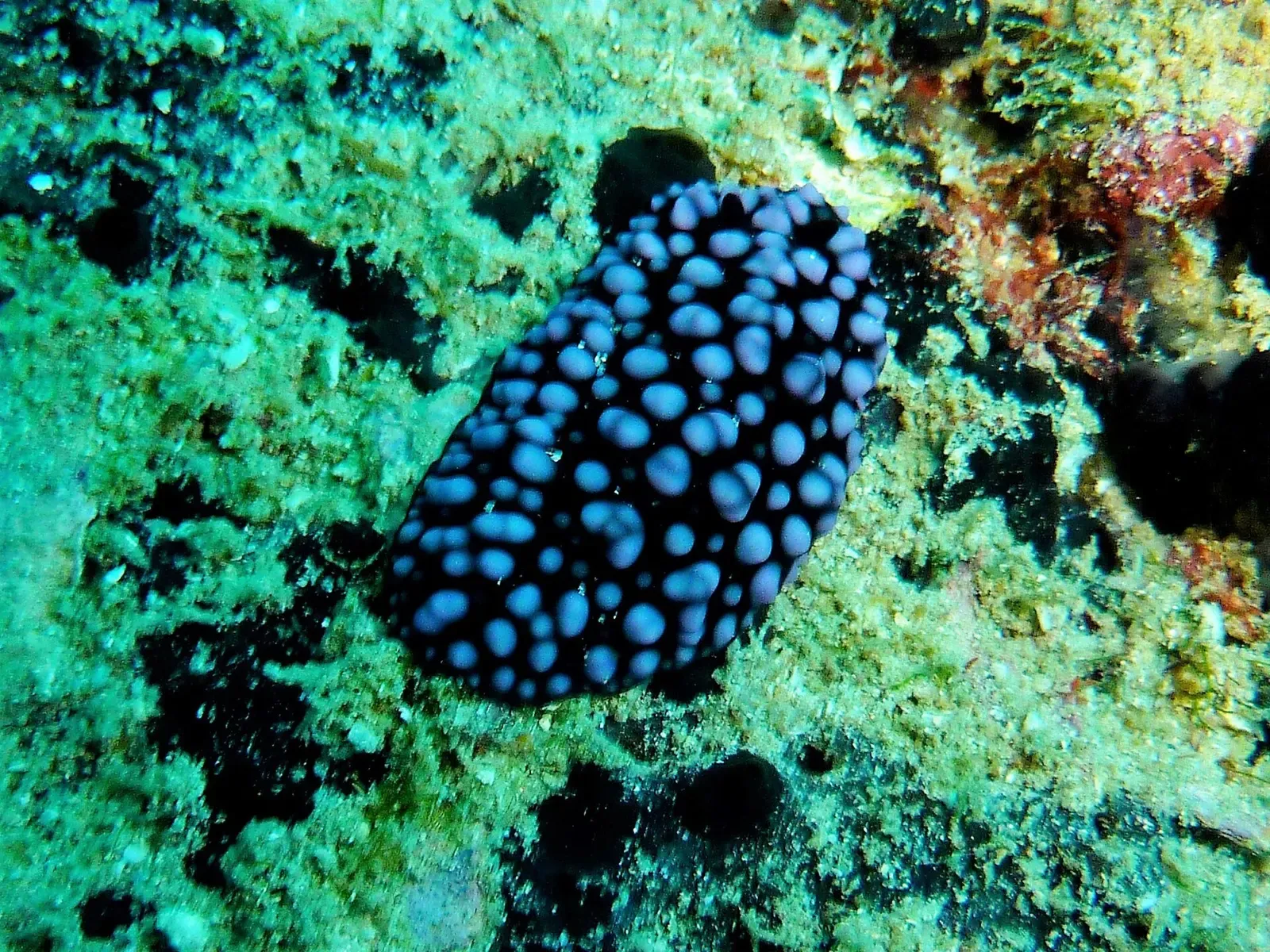 Black nudibranch studded with blue pustules on a teal-hued reef — Sail Rock