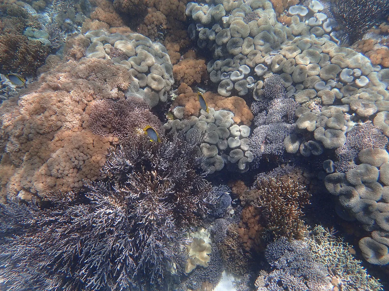 Fan-shaped and branching corals in muted reds and greens cover a shallow reef slope — Komodo.