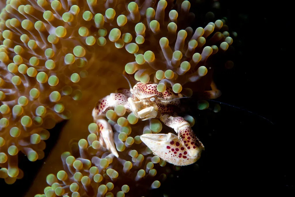 Spotted porcelain crab nestled among the green tentacles of a sea anemone — Ambon