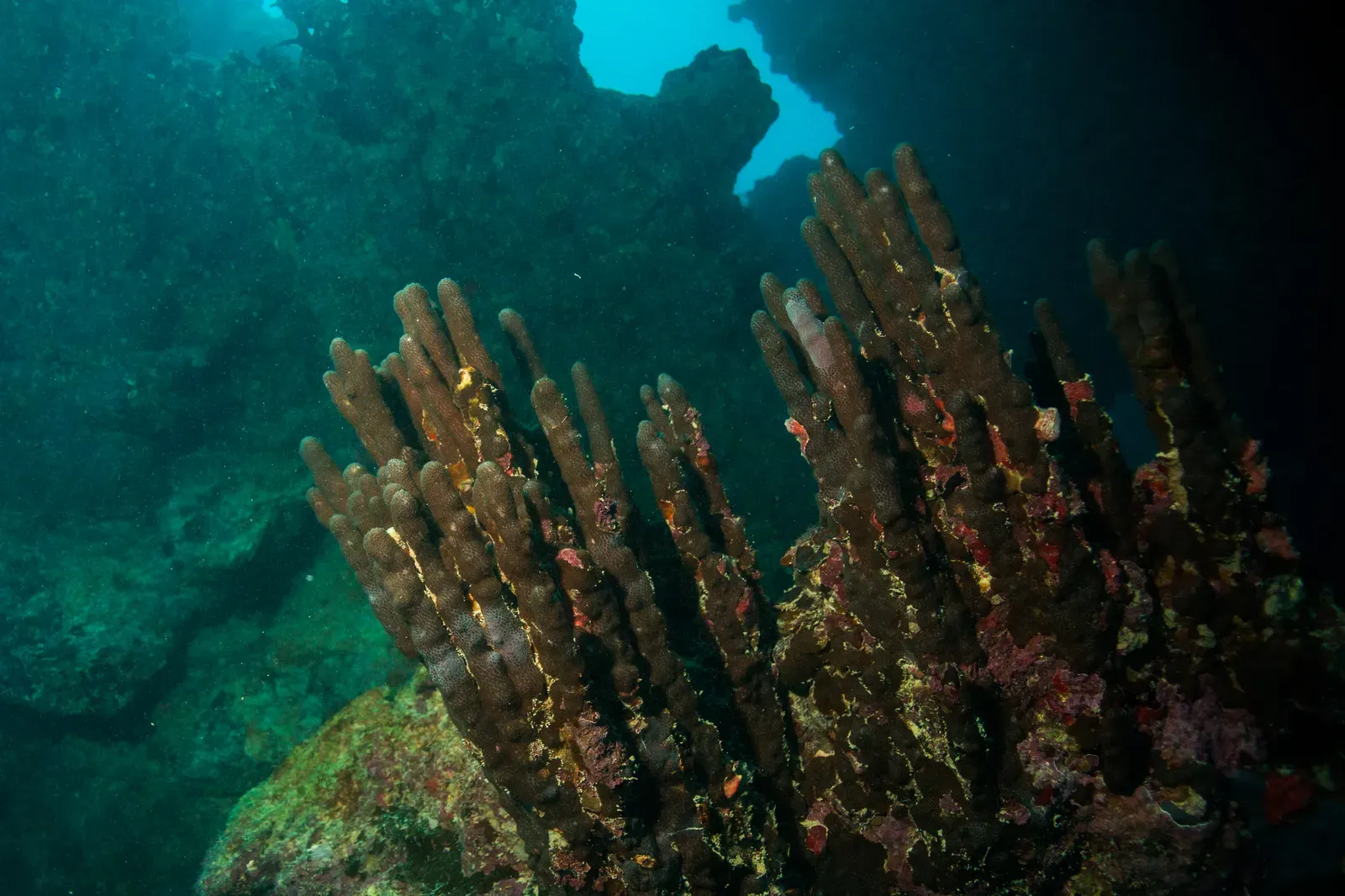 Finger coral grows below an opening in the reef, with daylight coming through from above, on the Abrolhos Bank — Abrolhos Archipelago