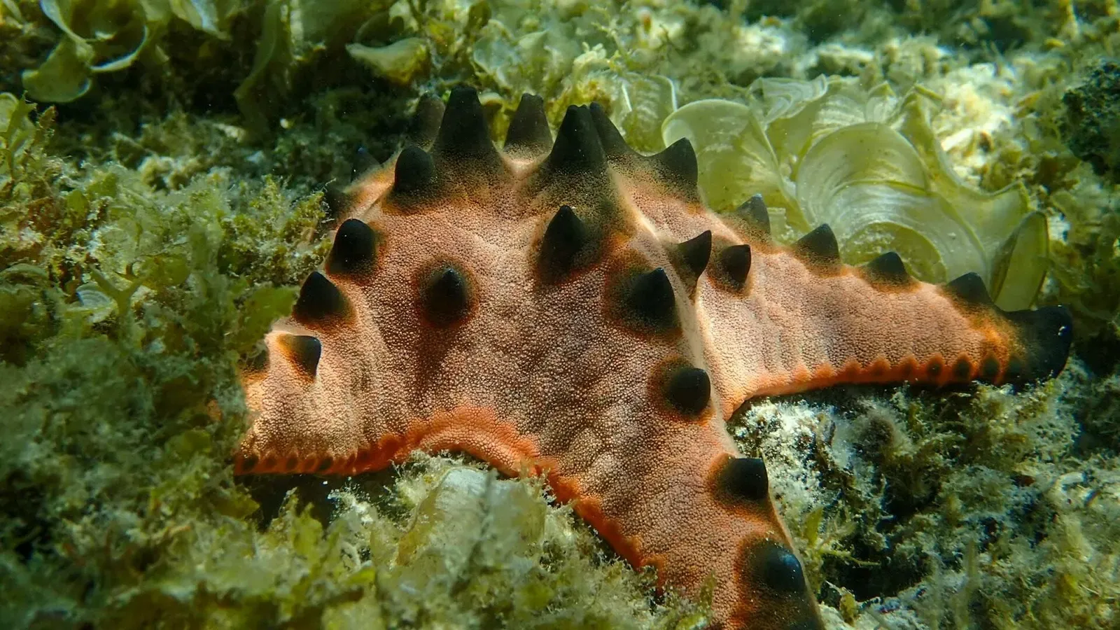A spiky orange and black chocolate chip sea star rests on algae-covered rubble — Moalboal.