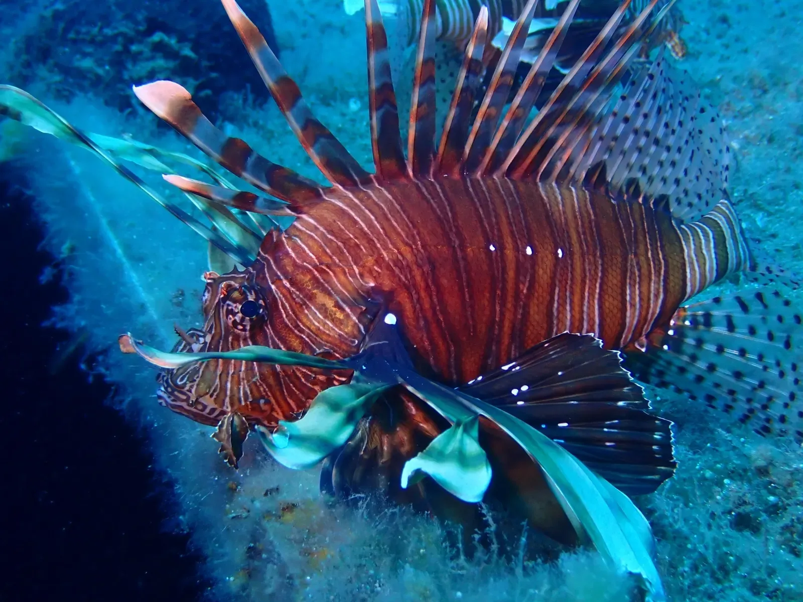 Lionfish with striped fins spread above a reef in Cyprus — Larnaca