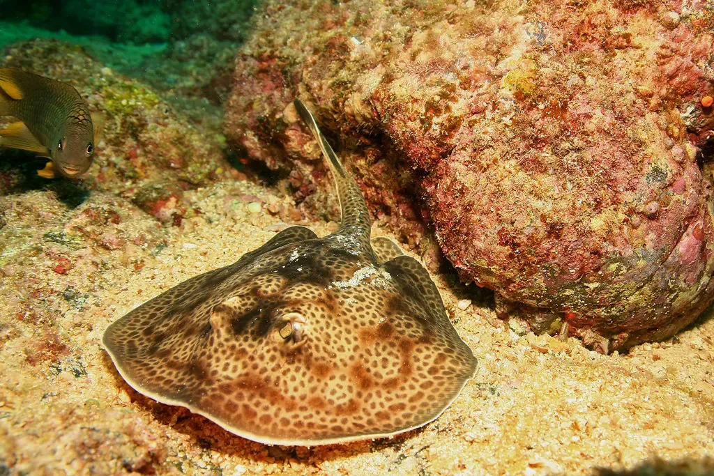 A spotted round stingray rests on the sand beside a coral-covered rock — Coiba.