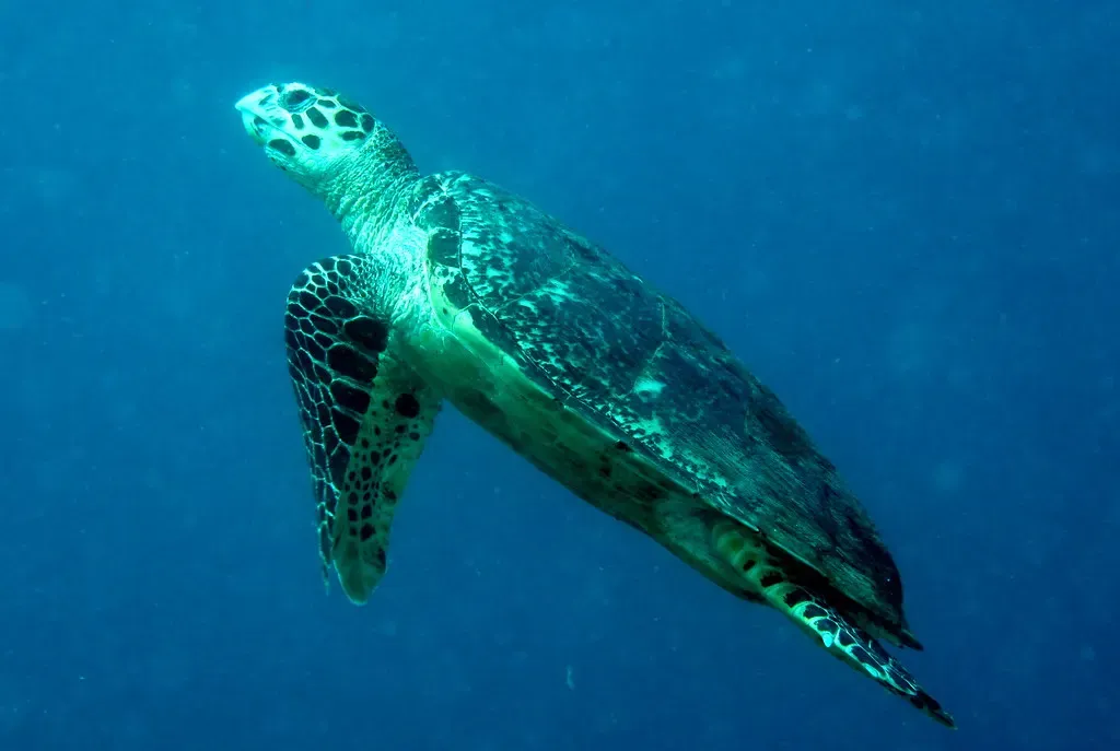 A hawksbill turtle swims in open blue water off Paliton Wall, Siquijor.