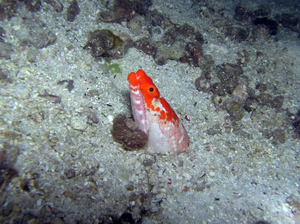 A snake eel's head protrudes from the sand on a Panglao slope