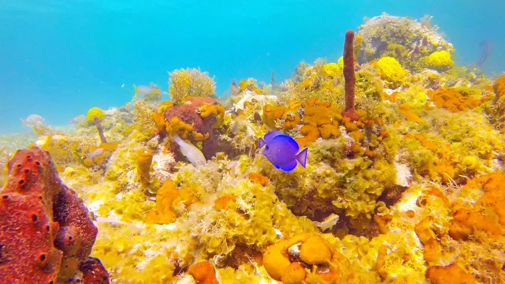 A blue tang swims over orange sponges and yellow algae at Smith's Reef, Providenciales — Turks & Caicos