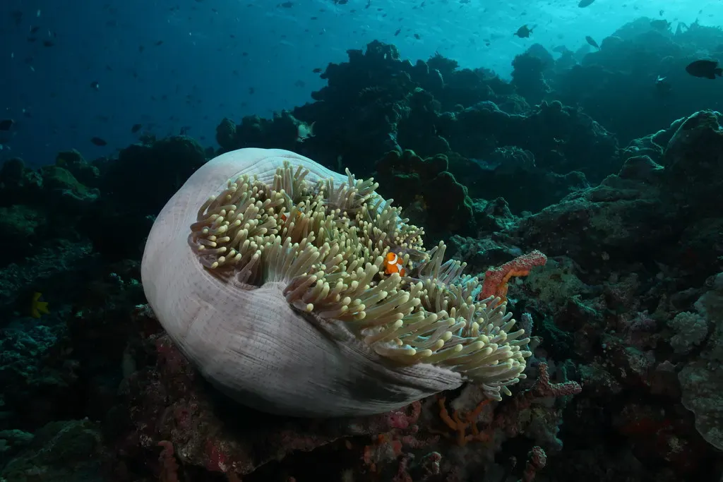 A clownfish sheltering in the folds of a large pale anemone on the reef — Wakatobi