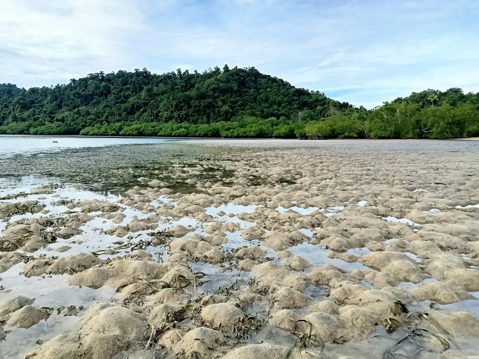 A coral reef flat exposed at low tide below forested hills at Kwatisore, Nabire — Cenderawasih Bay
