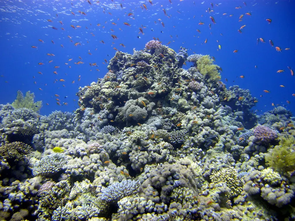 Coral reef and reef fish along the saddle that connects the Blue Hole to open sea — Dahab