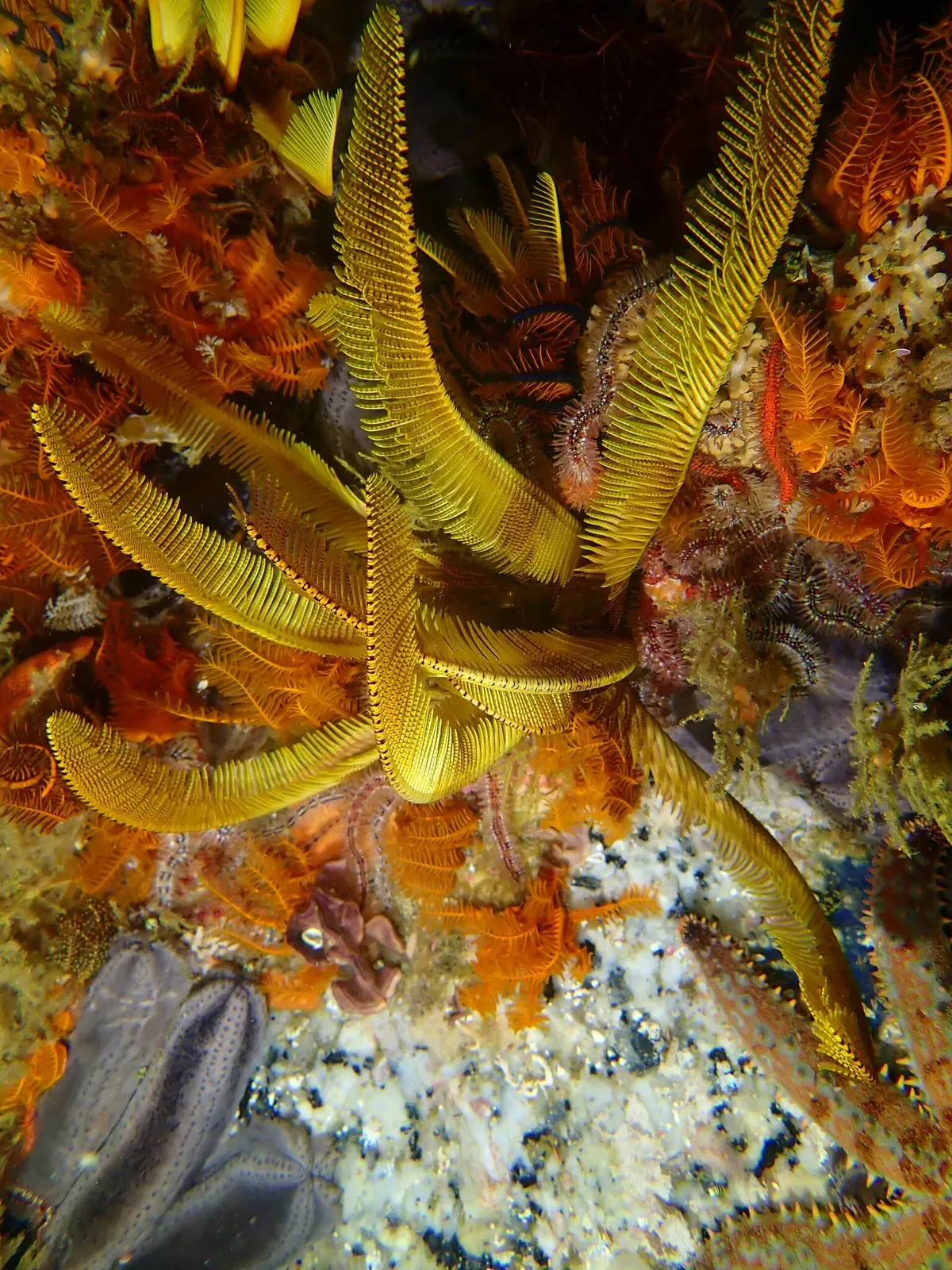 Golden feather stars unfurl their feathery arms across the reef substrate — Cape Town.