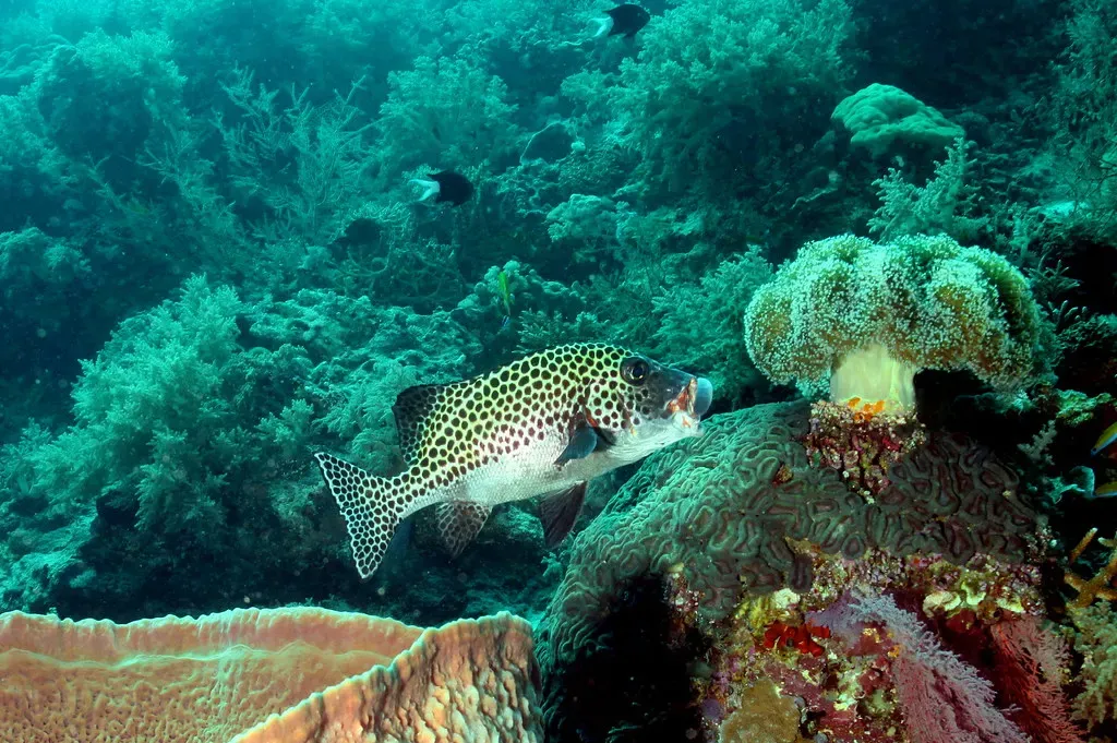 A spotted sweetlips hovers beside a coral bommie at Staghorn Reef, Tubbataha — Tubbataha Reefs.