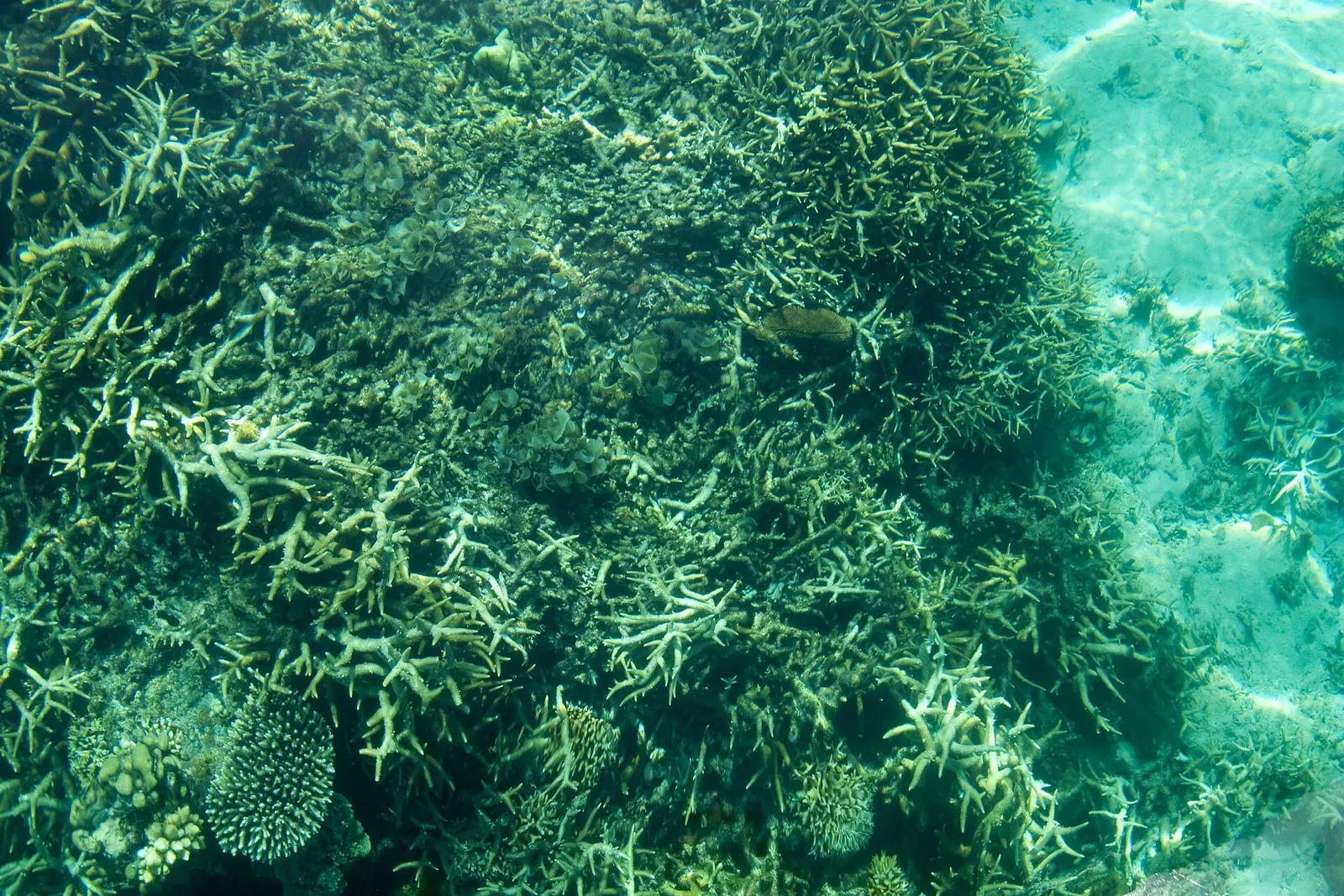 Dense staghorn coral covering the seabed in clear shallow water in Bacuit Bay