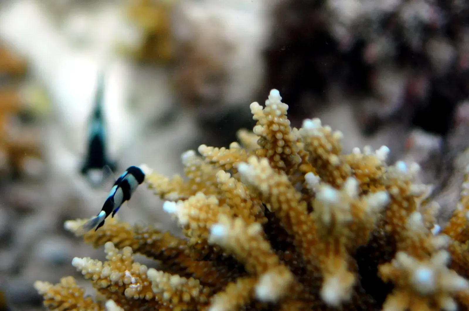 Close-up macro shot of staghorn coral with a small damselfish tucked among the branches