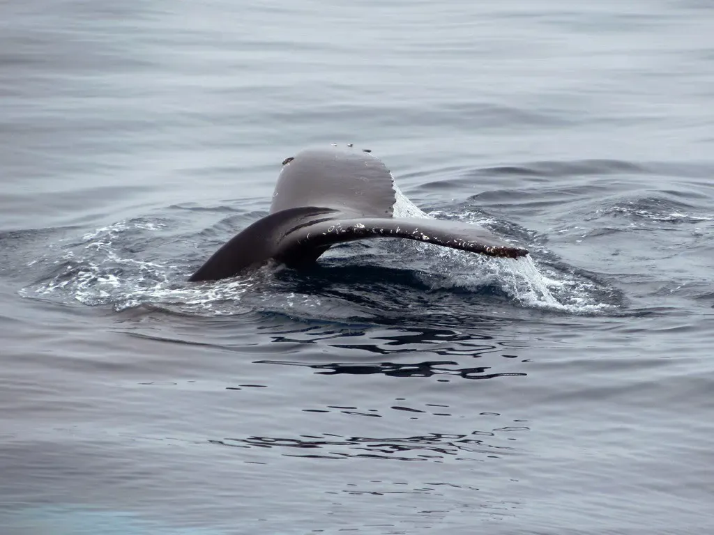 A humpback whale's tail fluke rises from grey water as it dives — Antarctic Peninsula
