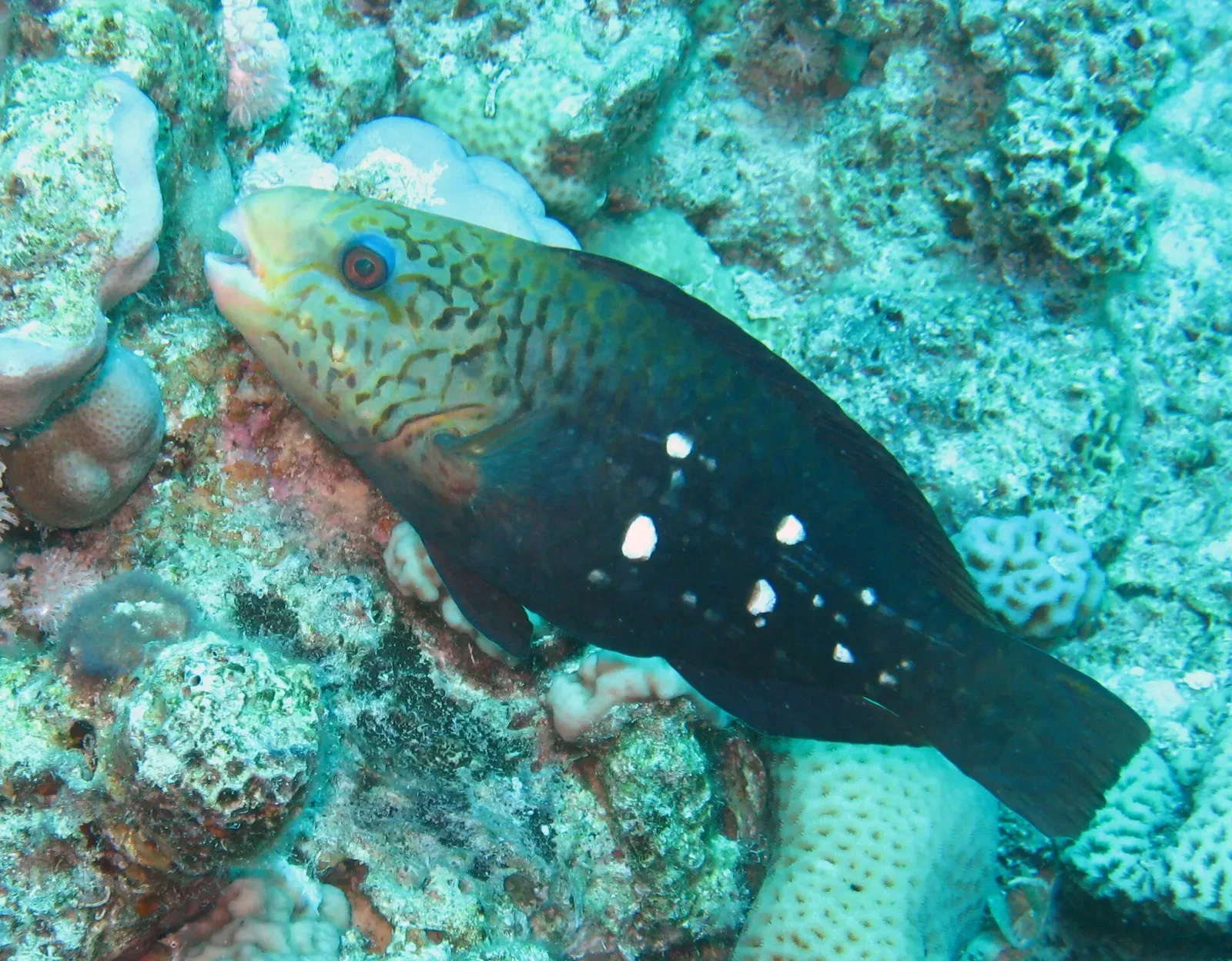 A dark parrotfish with white spots rests among corals at Abu Soma Garden, Safaga