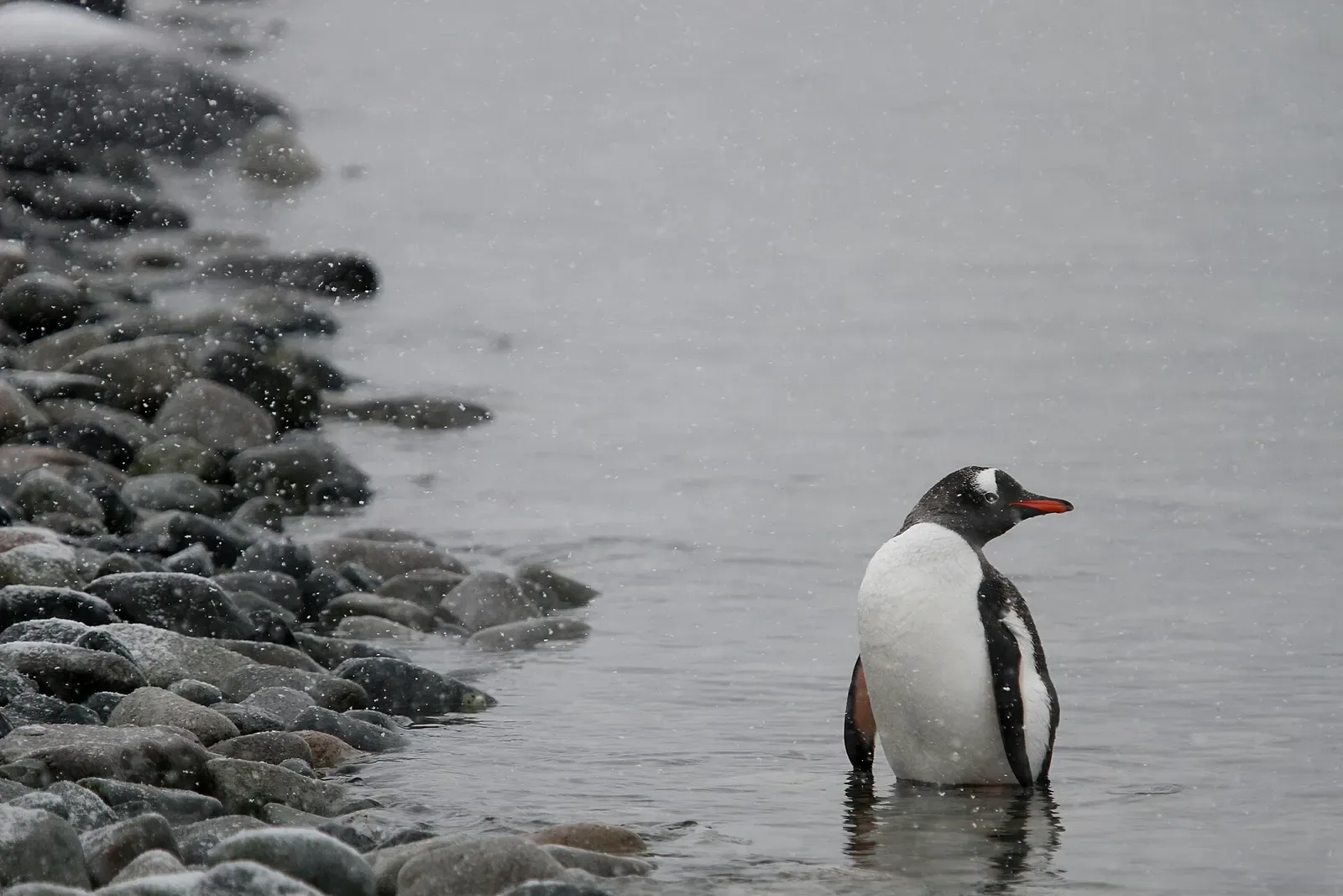A gentoo penguin steps into shallow water along the Antarctic Peninsula.