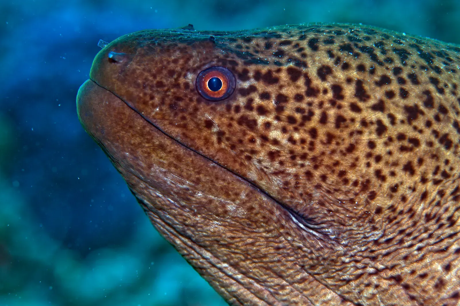 A giant moray eel with a spotted brown head and open eye, close up against blue water off Pereybere, Mauritius