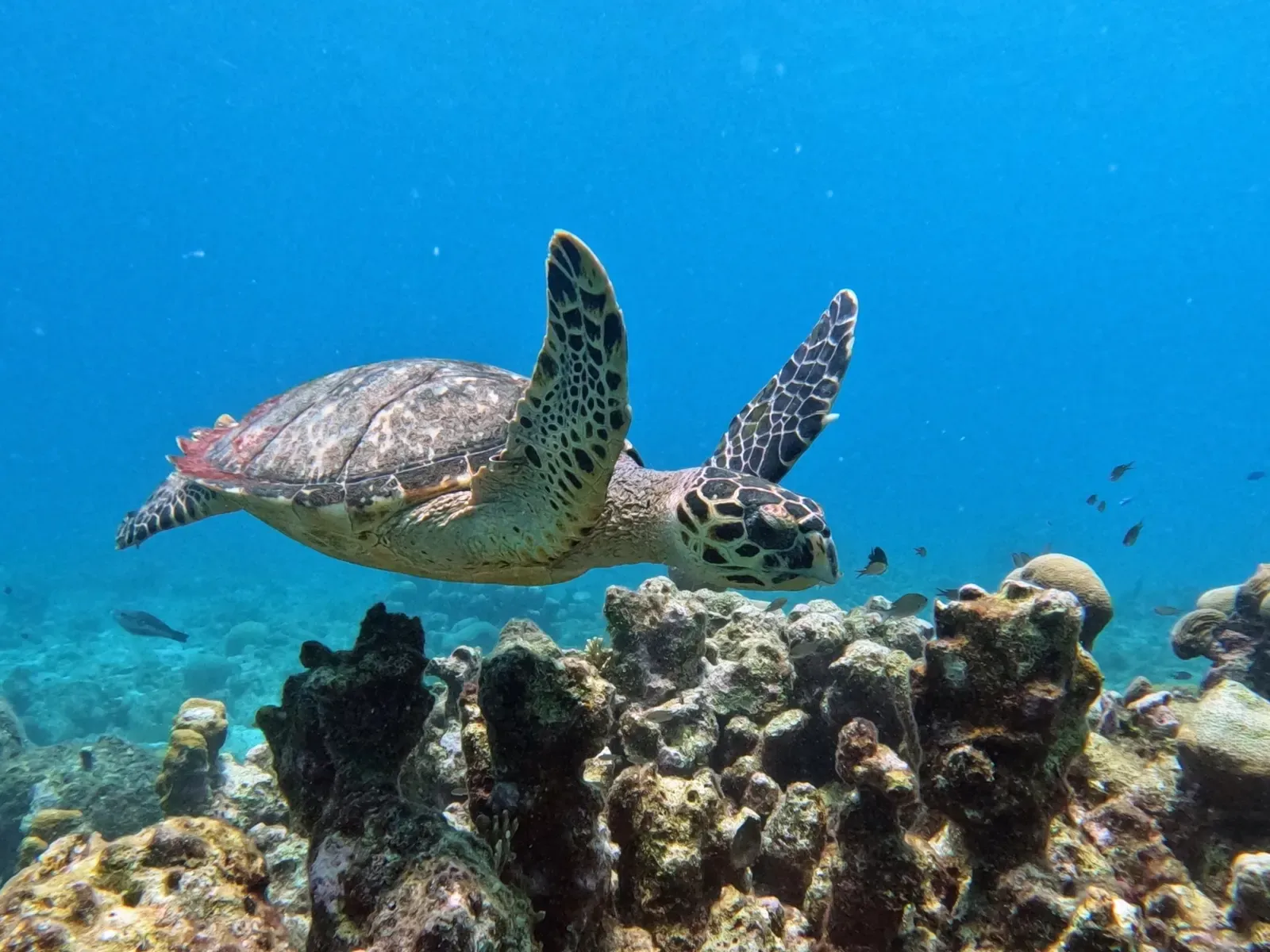 A hawksbill turtle swims over columns of star coral with rounded, lobed tops on the Playa Kalki reef — Curaçao