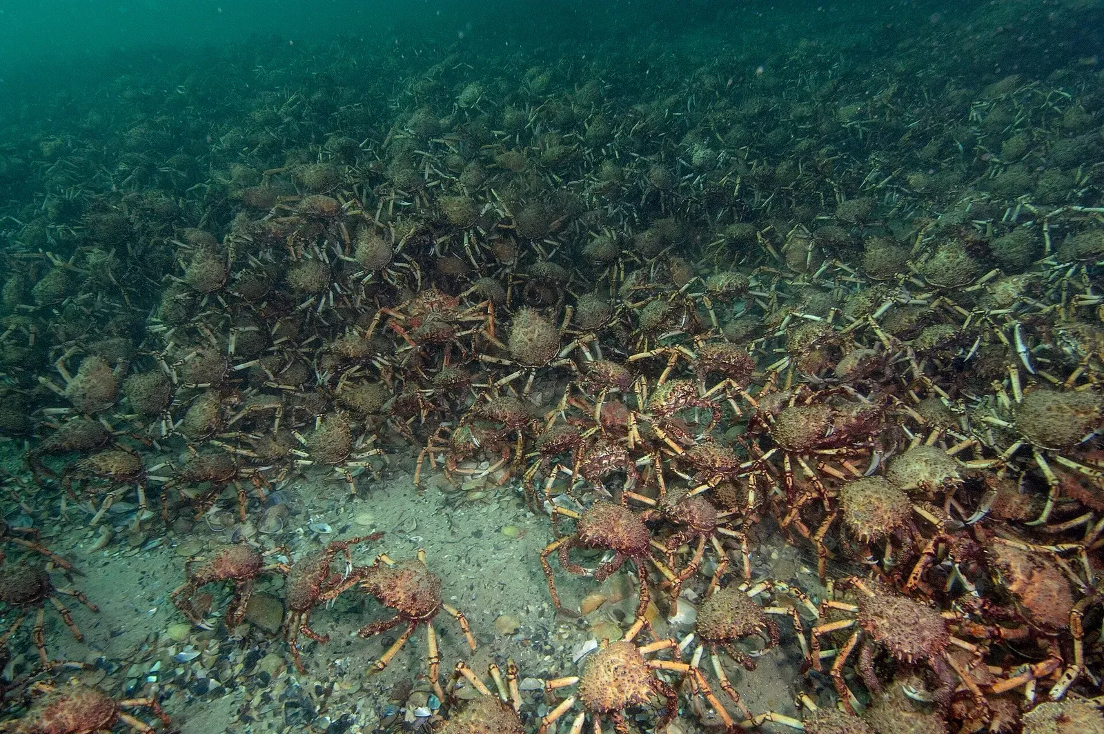 Thousands of giant spider crabs carpeting the seafloor in a winter aggregation — Port Phillip