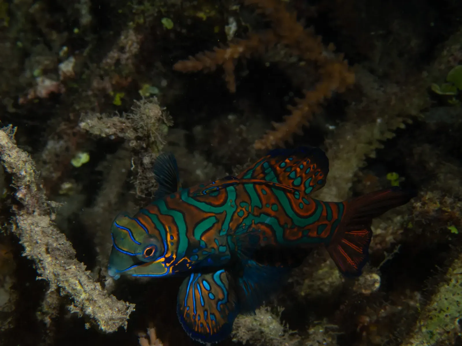 A mandarinfish swims side-on through dark coral rubble, its orange-lined blue and green pattern lit by a torch at dusk — Lembeh Strait.