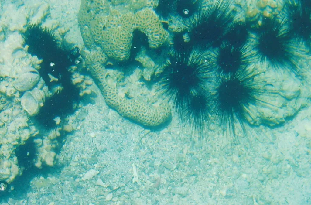 Long-spined sea urchins beside a coral head, seen from a boat at Telegraph Island, Musandam