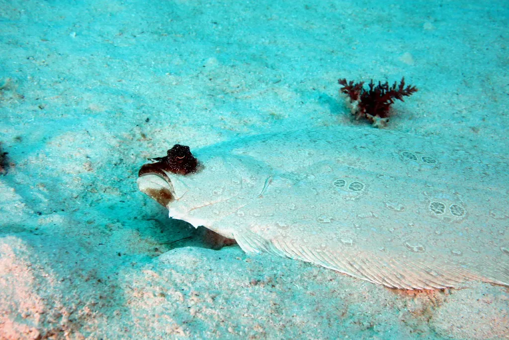 A flounder lies camouflaged on pale sand at Coco Grove, Siquijor.