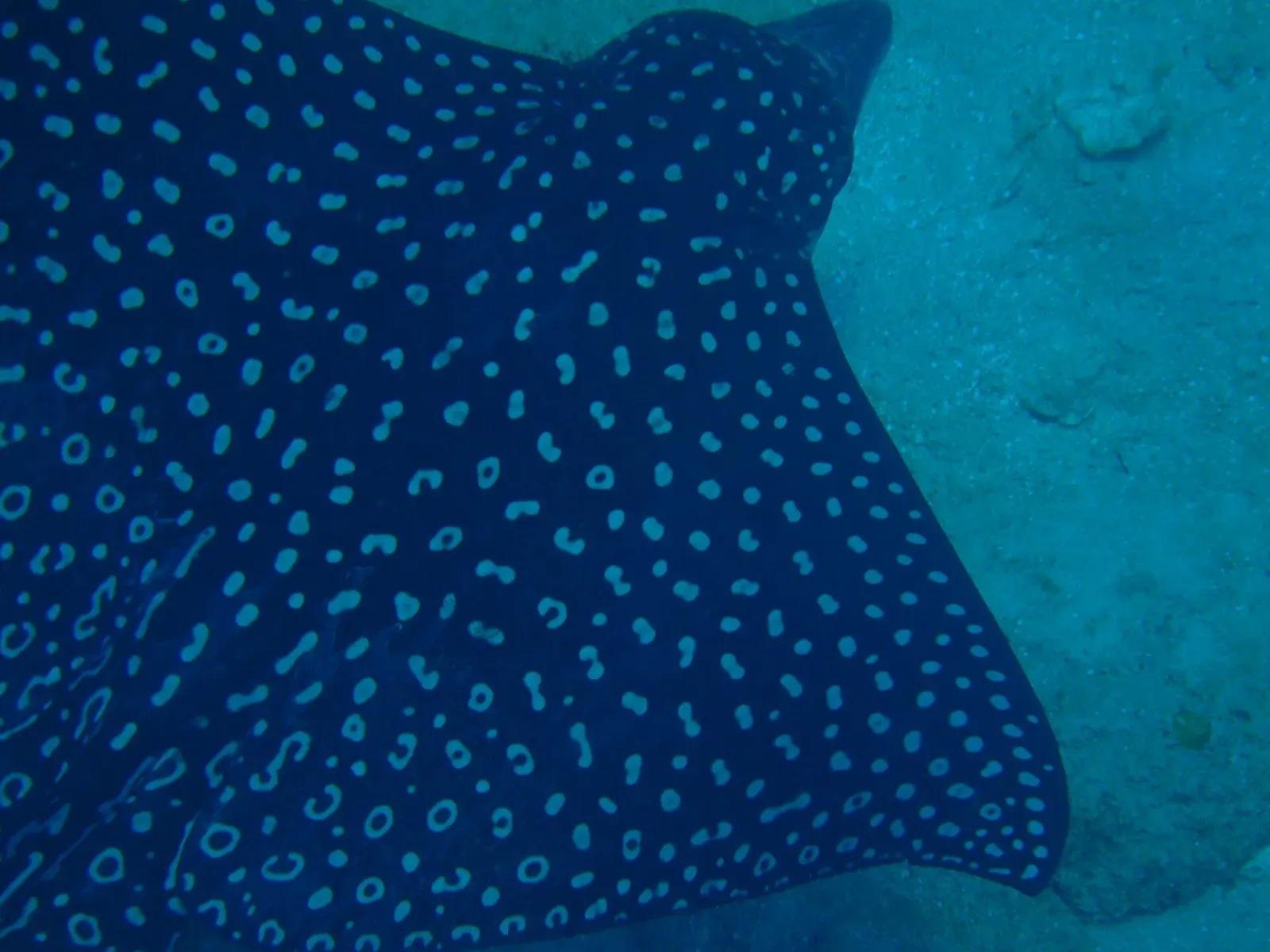 A spotted eagle ray glides over sand in shallow water at West Bay, Roatán
