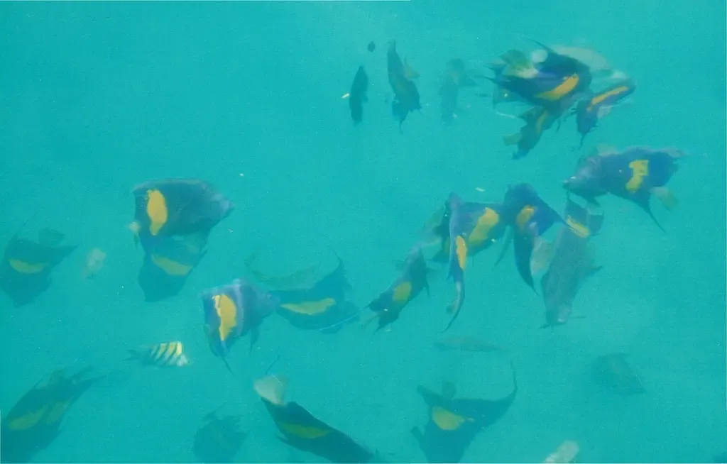 A school of yellowbar angelfish seen from a boat in turquoise Musandam water