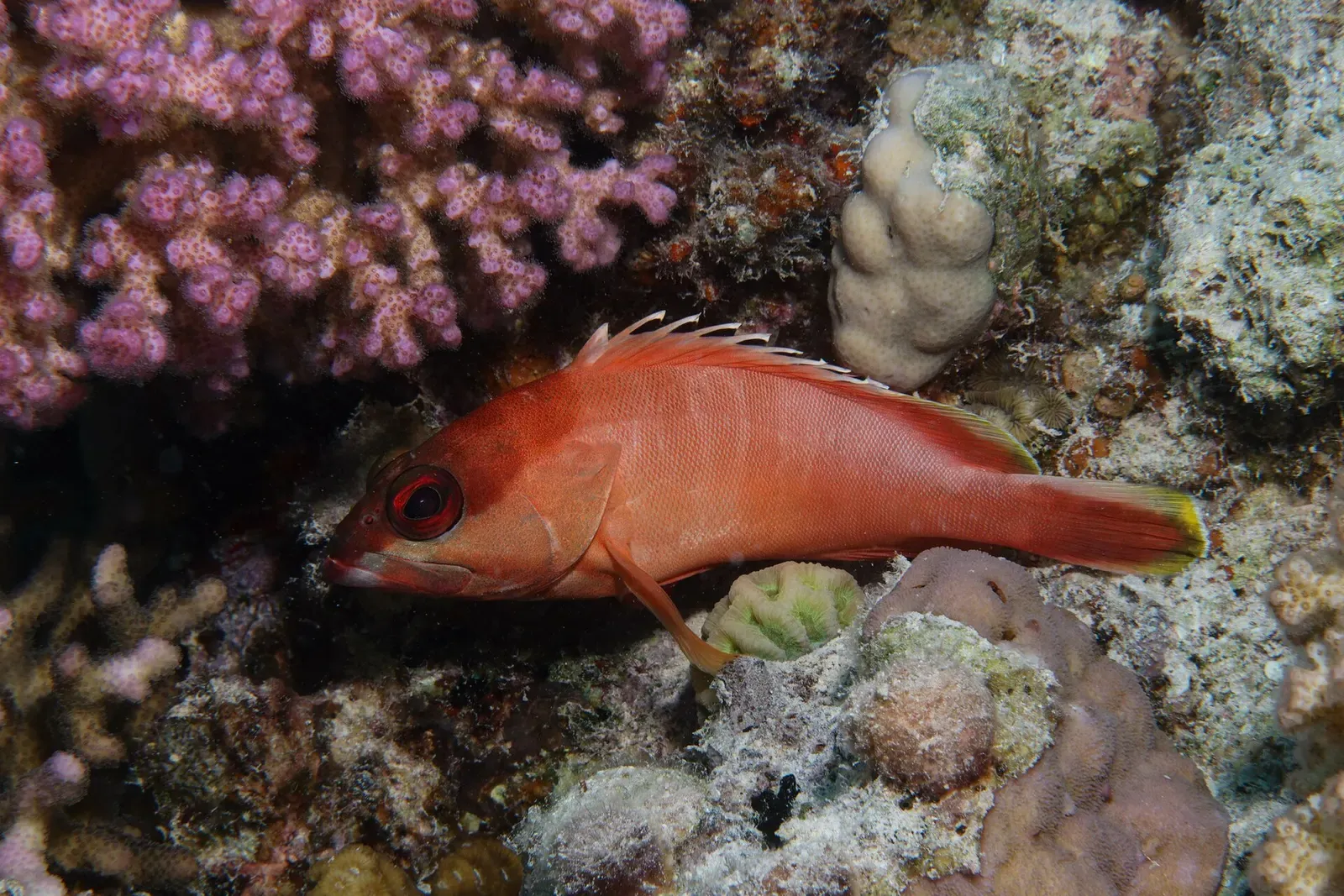 A red blacktip grouper rests among pink corals on a reef near Safaga