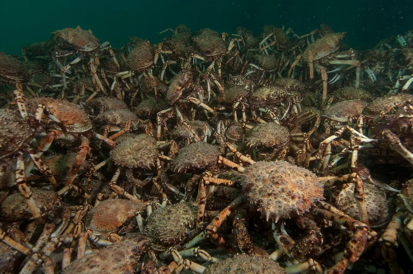 A dense group of giant spider crabs packed together on the sand — Port Phillip