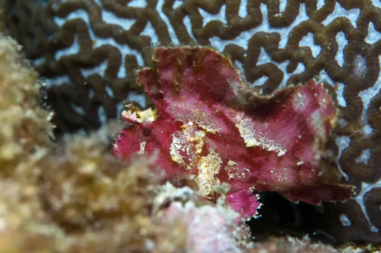 A pink leaf scorpionfish resting against brain coral on a reef off Pereybere, Mauritius