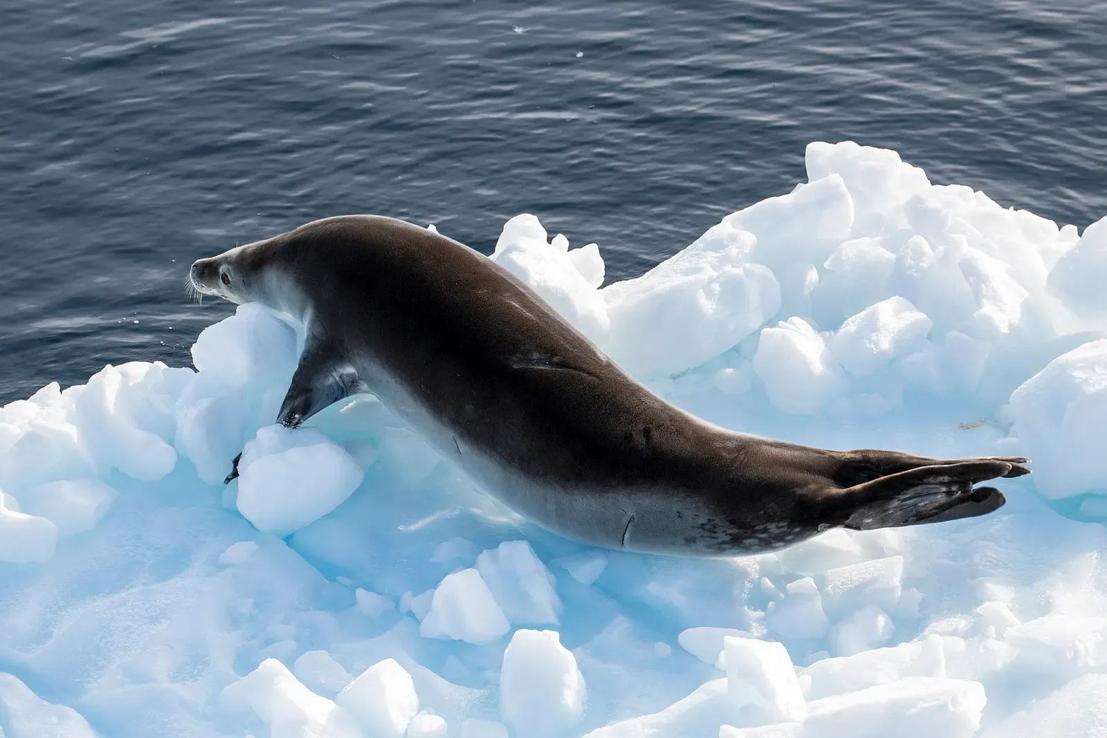 A leopard seal surfaces in the water of Lemaire Channel, Antarctica — Antarctic Peninsula.