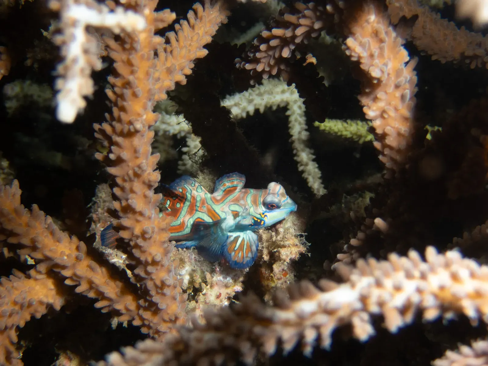 A mandarinfish peers out from between pale branching coral, its blue face and orange-striped body half hidden — Lembeh Strait.