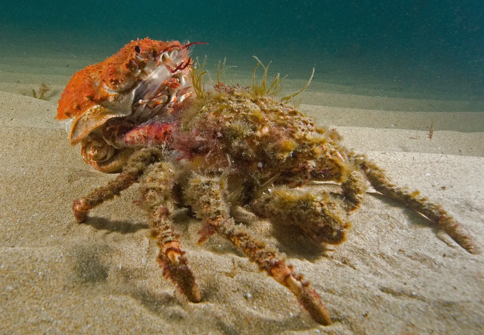 A giant spider crab part way through moulting its shell — Port Phillip
