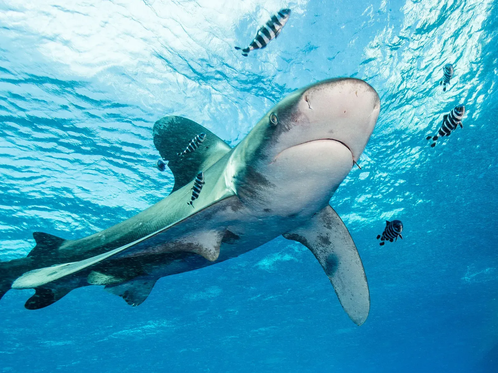 An oceanic whitetip shark seen head-on from below as it swims straight towards the camera near the surface, pilot fish scattered around it
